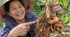 Cách trồng nghệ củ cái to chắc, đẻ nhiều nhánh con