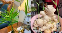 Cách trồng gừng đẻ nhiều nhánh con