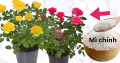 Tưới mì chính vào chậu hoa hồng, công dụng bất ngờ, hóa ra là bí mật của nhiều chủ vườn cây cảnh