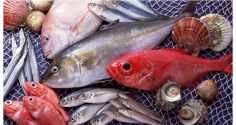 Loại cá ngậm nhiều thủy ngân, kim loại nặng nhất chợ: Đừng tham rẻ