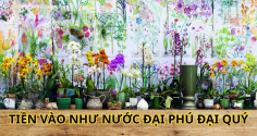 Người xưa truyền lại: Nhà có 5 loại hoa này không phú cũng quý, con cháu tài giỏi gia đình cát tường