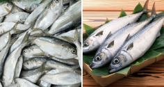 4 loại cá giàu omega 3 bậc nhất, bổ tim chắc xương, bổ như tổ yến: Ở Việt Nam bán đầy ngời chợ