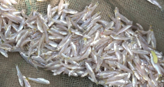 Loại cá nhỏ Ngon – Bổ - Rẻ: Giàu omega-3, bổ sung cho xương, não rất tốt
