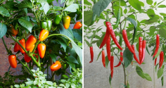 Cách trồng ớt sai trĩu quả, ăn mãi không hết