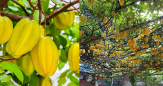Trồng cây khế Thu Tài Hút Lộc, nhưng chú ý chọn vị trí này để kích hoạt ý nghĩa phong thủy