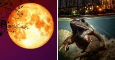Tổ Tiên nói rằng: ‘Đêm Trăng Rằm đừng ăn Ếch Trông Trăng', ếch trông trăng là gì?