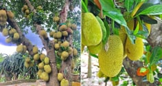 Vì sao người xưa khuyên không được trồng cây mít trước nhà?
