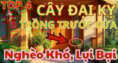 3 không đắt trước nhà, 4 không trồng trong vườn: Đó là gì?
