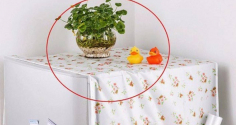3 vật tuyệt đối không đặt trên nóc tủ lạnh, tổ tiên cảnh báo: Tiền bạc đội nón ra đi, gia đạo lụi bại
