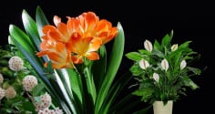 Gợi ý 6 loài cây ưa bóng, hoa nở rực rỡ, nhà chật thiếu nắng cũng thưởng hoa quanh năm