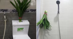 Đặt bó lá này trong nhà vệ sinh: Cả tuần không có mùi hôi, đuổi sạch đàn muỗi, dĩn
