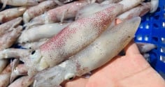 Cách chọn mực tươi ngon: Nắm lấy để dùng khi cần tới