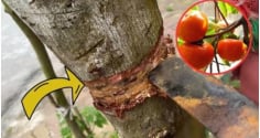 Nghèo mấy cũng không nên chặt bỏ 3 loại cây này: Cây càng xanh con cháu càng hưng thịnh, đời đời giàu có