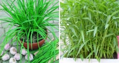 5 loại rau cắm xuống đất là sống: Trồng một lần ăn quanh năm, không cần chăm vẫn tươi tốt