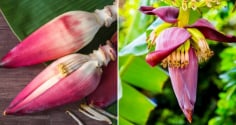 Hoa chuối - món ăn dân dã mang lại 8 lợi ích tuyệt vời cho sức khỏe