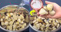 Rửa ngao ốc, người cho ớt, người cho rượu, sai hết: Thêm vào thứ này ngao ốc nhả sạch bẩn