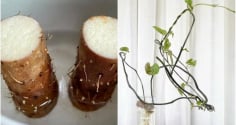 3 loại củ trong bếp trồng thành cây cảnh xinh xắn và dễ thương, lại vô cùng dễ trồng