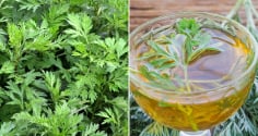 Ngải cứu không chỉ là rau ăn hằng ngày, có thể dùng trong 7 bài thuốc tốt cho cơ thể