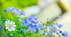 Gợi ý 3 loại cây cảnh hoa màu xanh đẹp lạ, dễ trồng, hoa nở quanh năm