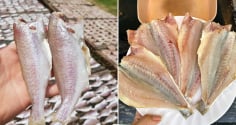 Loại cá ngày xưa chẳng ai thèm ăn, giờ thành đặc sản được xuất khẩu, tranh nhau mua