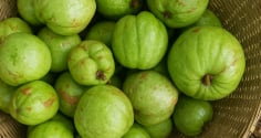 Quả tai chua - đặc sản miền núi với hương vị chua thanh, gây sốt mùa hè