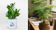 Tuổi Tuất trồng 6 loại cây này, tài lộc kéo đến ầm ầm, tình duyên cũng đỏ như son