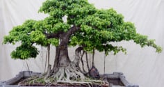 Dùng cây cối làm phong thủy, hãy nhớ 7 nguyên tắc vàng này