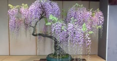 3 loại cây cảnh phong thủy 'thần hộ mệnh của' phòng khách, vừa đẹp, vừa sạch, lại hút tài lộc