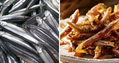 Loại cá 'bé tý' nhưng canxi gấp 25 lần cá hồi: Ở Việt Nam Giá rẻ bèo bán đầy ngoài chợ