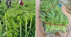 Loại rau phơi khô trông cỏ nhưng xưa là cống phẩm cho vua, nay bán giá cao vẫn được nhiều người săn lùng