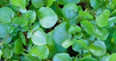 Loại rau siêu thực phẩm chống ung thư, tốt cho tim mạch và xương khớp, bán nhiều ở chợ Việt chỉ 10 nghìn đồng/mớ