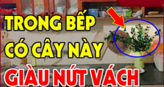 Nhà có 3 loại cây thơm này: Điềm lành sắp tới, đừng dại nhổ đi
