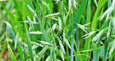 Loại cỏ bị coi là vô dụng nay thành đặc sản quý hiếm, giá 5 triệu đồng mỗi kg khiến dân săn lùng