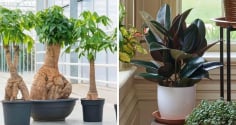 Người xưa dặn: 'Trồng 4 loại cây cảnh này trong nhà, không phát tài cũng được hưởng phúc khí', ai cũng nên trồng