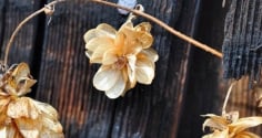 Tổ tiên dặn kỹ: Để 5 thứ này trong nhà, tránh tai họa, bại vong và nợ nần chồng chất