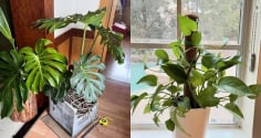 5 loại cây cảnh càng trồng trong nhà càng xui xẻo: Hoa vượng nhưng người không vượng