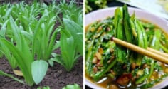 Loại rau 'bình dân' canxi gấp 36 lần nước hầm xương, bổ hơn tổ yến: Chợ Việt bán rất nhiều giá rẻ như cho