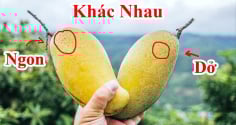 Mẹo mua xoài chín ngọt tự nhiên, không sợ ủ thuốc
