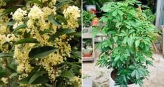 5 loại cây cảnh hút tài lộc hợp cả 5 mệnh, trồng trước nhà là tốt nhất