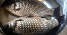 Thịt lợn không mua thịt cổ, cá không mua cá diếc: vì sao các cụ lại dạy như vậy?