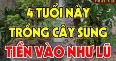 4 tuổi hợp nhất trồng sung, Tiền - Tài lũ lượt kéo về tận cửa