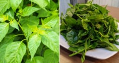 Loại lá nhiều canxi gấp 2 lần sữa, mùa hè đem nấu canh vừa mát vừa bổ