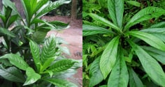 Từ bờ rào làng quê đến 'gia vị vàng': Xương sông – loại rau dân dã nay có giá 70.000 đồng/kg