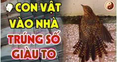4 con vật vào nhà Đệ Tử Thần Tài: Trúng Số giàu to