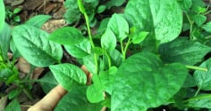 6 loại rau nhặt lá đừng ném bỏ cành, đem cắm xuống đất quanh năm được ăn rau sạch