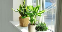 Những vị trí vàng để đặt cây xanh trong nhà: Vừa mát mắt, vừa chiêu tài cực mạnh