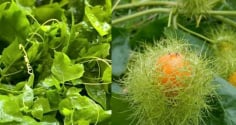 Rau dại mọc bờ rào ngọn leo như bí, quả vàng thơm như chanh leo, trở thành đặc sản, trồng tại nhà cực dễ