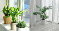Cách đặt cây xanh trong nhà giúp chiêu tài hút lộc, tiền bạc không mời cũng đến