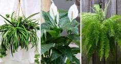 Cây cảnh như “máy hút mùi mini”: Đặt 1 chậu trong phòng tắm là sạch bong, thơm mát