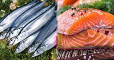Loại cá là 'vua omega-3', cá hồi chỉ đứng hạng 2: Bán đầy chợ Việt giá cực rẻ